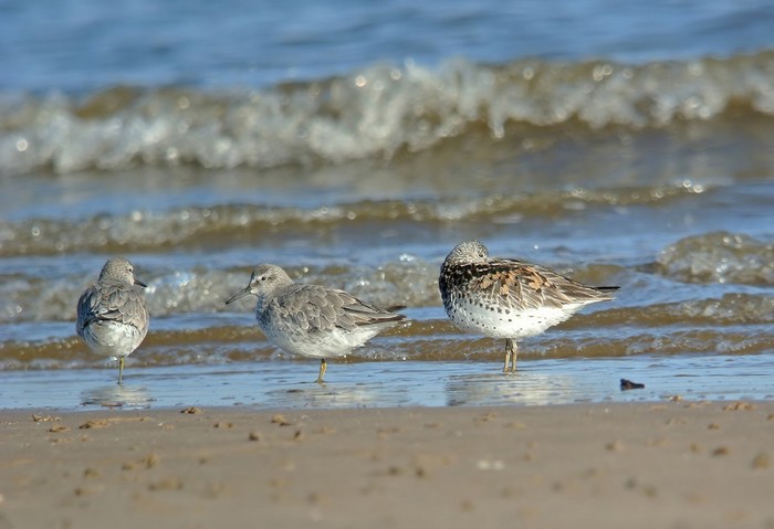 Great Knot