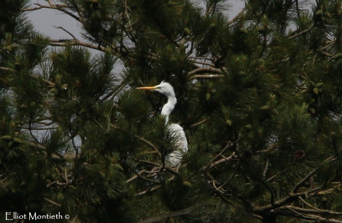 Great White Egret