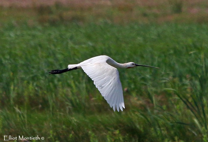 Spoonbill