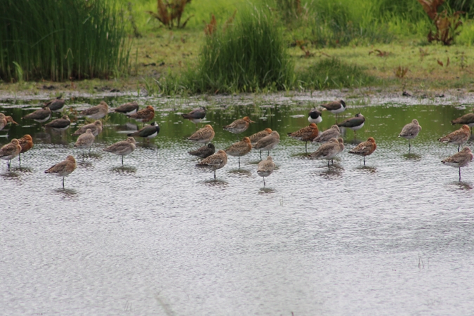 Spotted Redshank