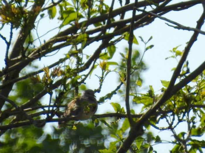 Turtle Dove