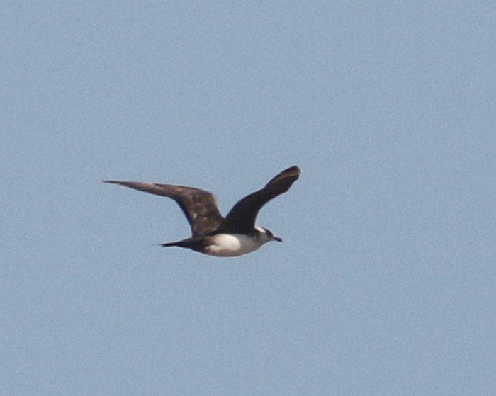 Arctic Skua