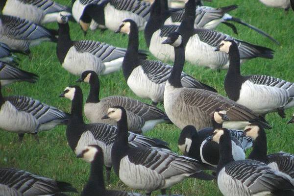 Richardson's Canada Goose