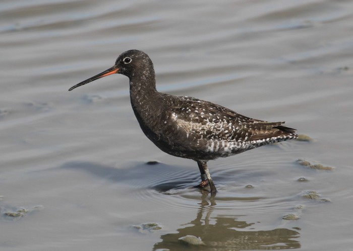 Spotted Redshank