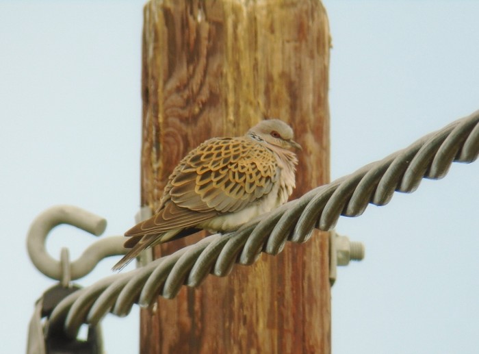 Turtle Dove