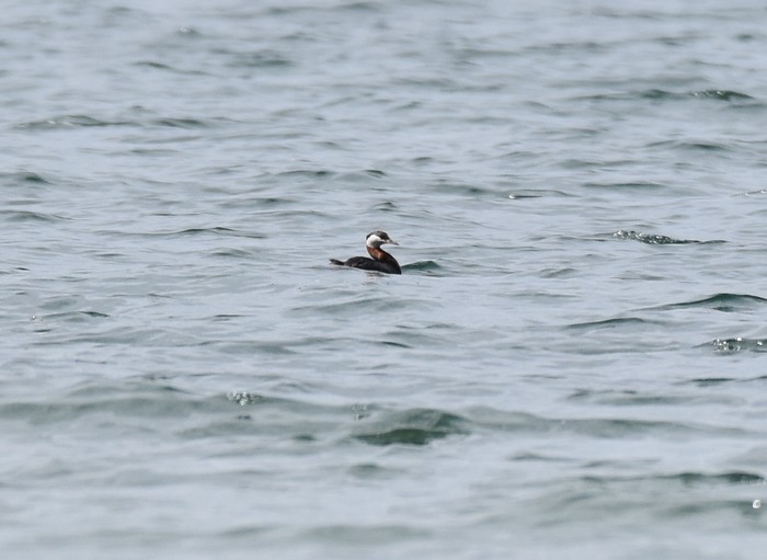 Red-necked Grebe