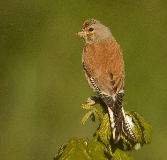 Linnet