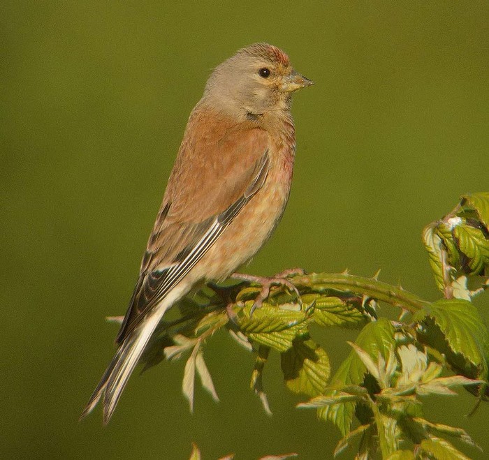 Linnet