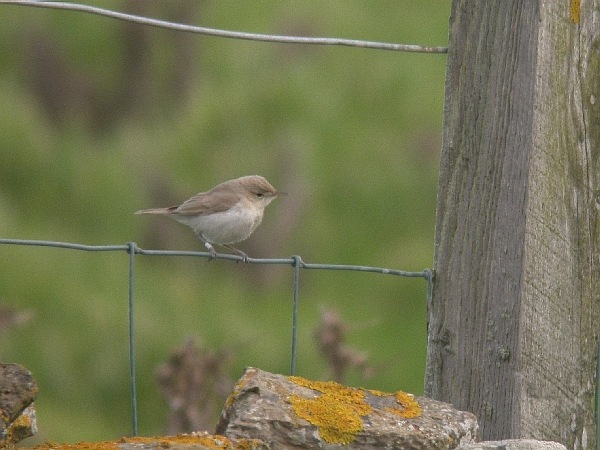 Sykes's Warbler
