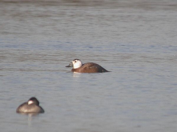 White-headed Duck
