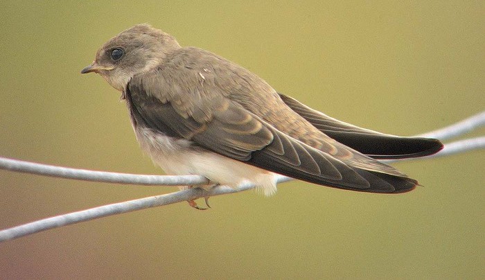Sand Martin