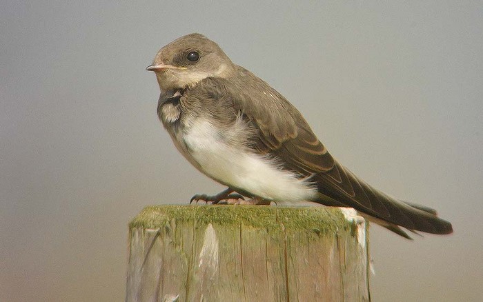 Sand Martin