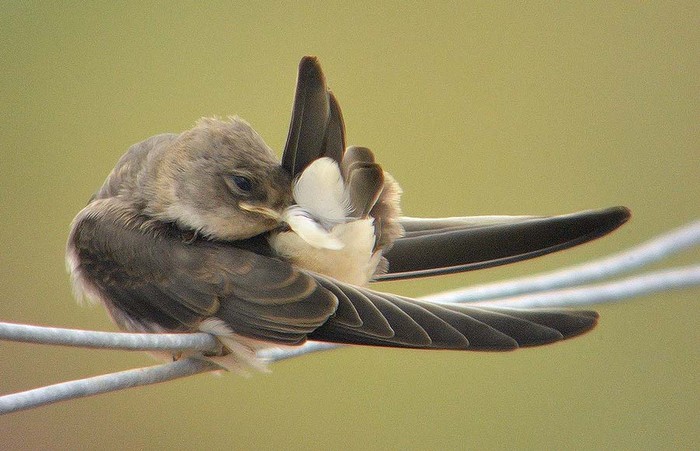 Sand Martin