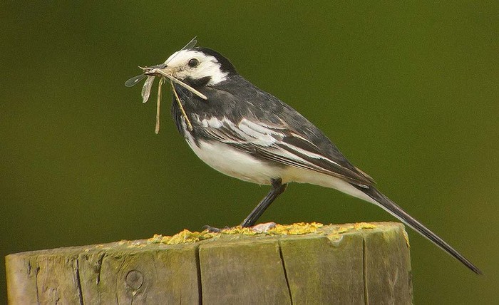 Pied Wagtail