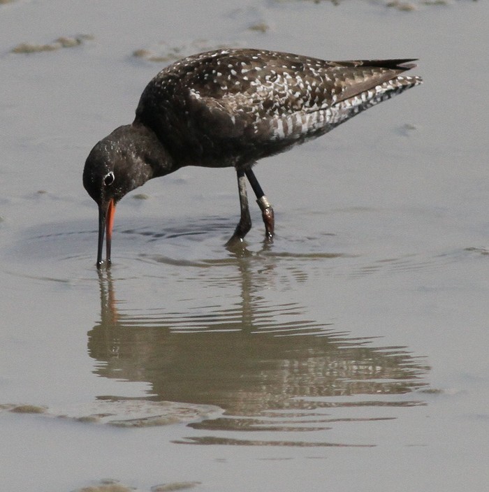 Spotted Redshank