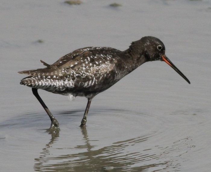 Spotted Redshank