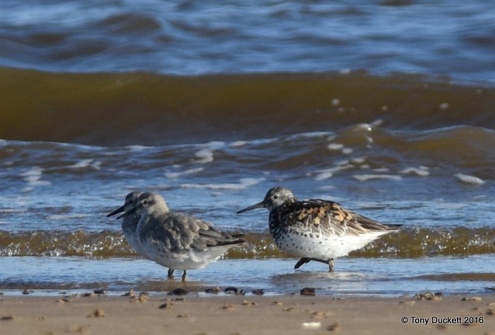 Great Knot