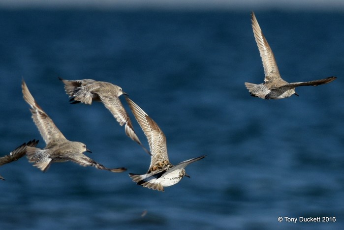 Great Knot