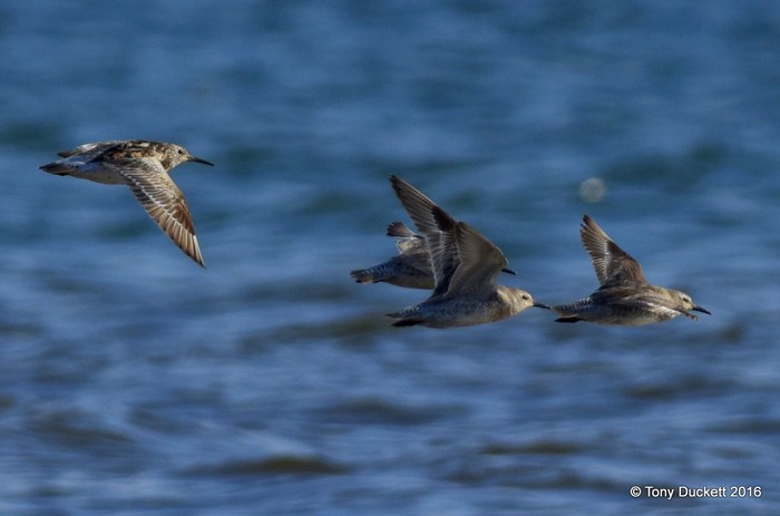Great Knot