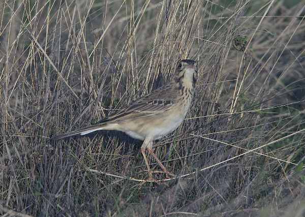 Richard's Pipit