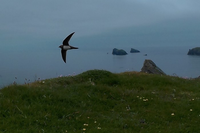 Alpine Swift