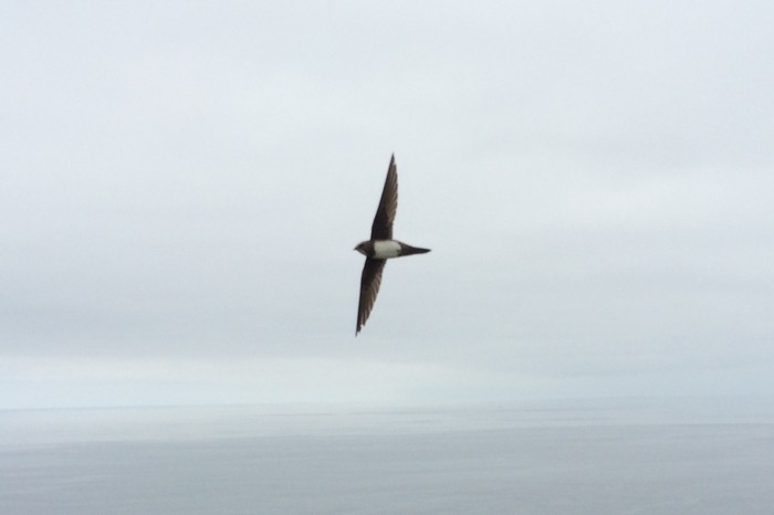 Alpine Swift