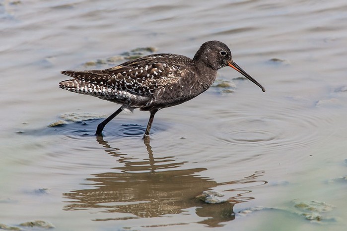 Spotted Redshank