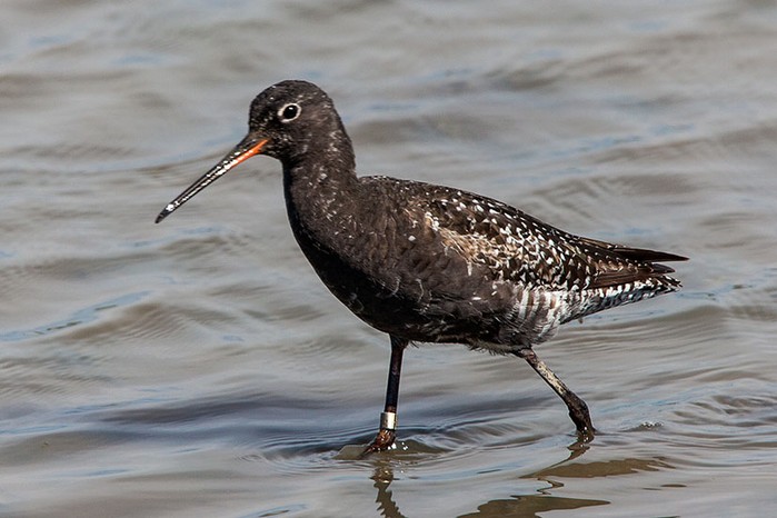 Spotted Redshank