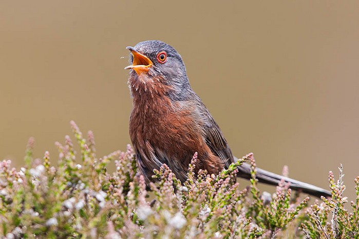 Dartford Warbler