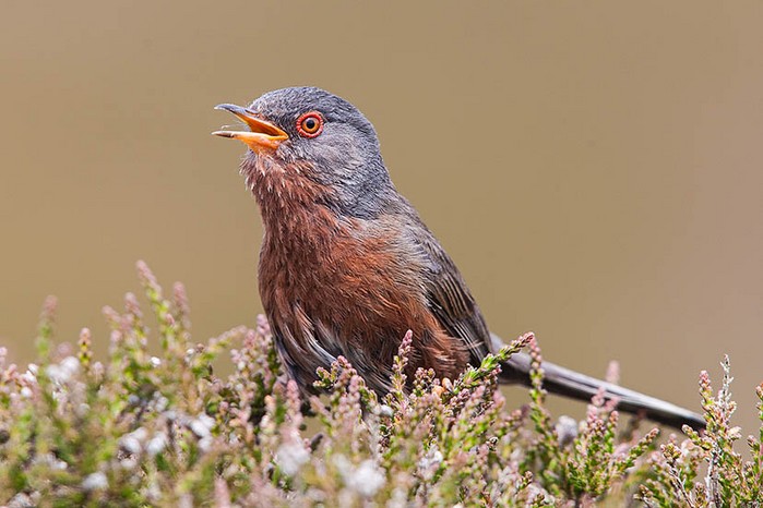 Dartford Warbler