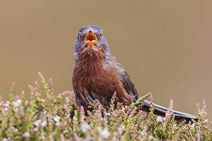 Dartford Warbler
