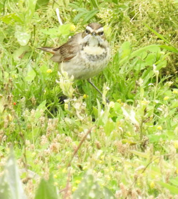 Bluethroat