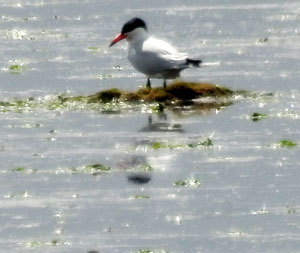 Caspian Tern