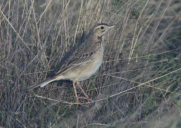 Richard's Pipit