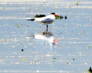 Caspian Tern