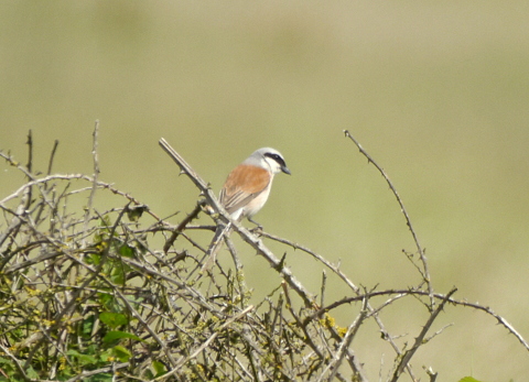 Red-backed Shrike