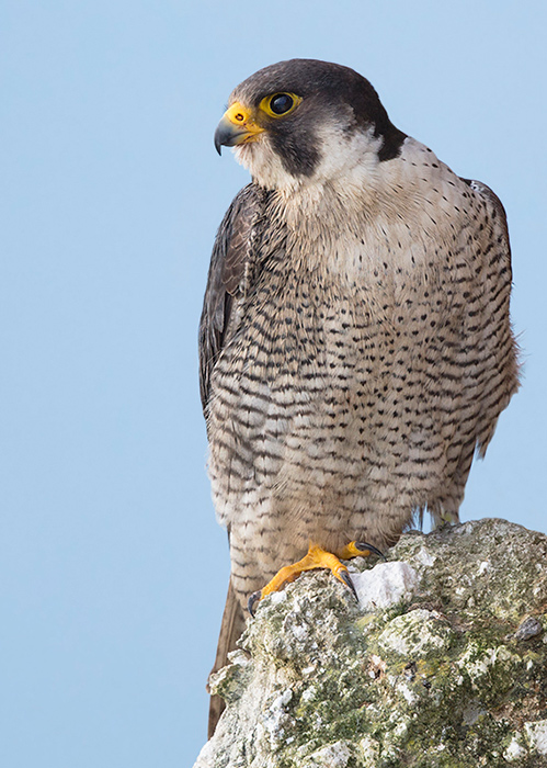 Peregrine