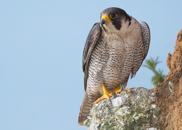 Peregrine