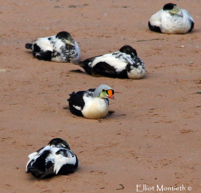 King Eider