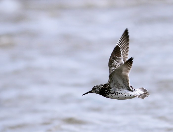 Great Knot