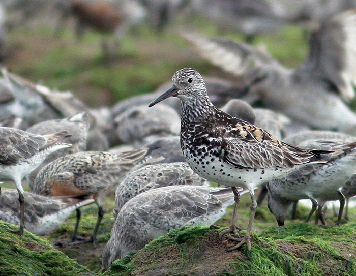 Great Knot