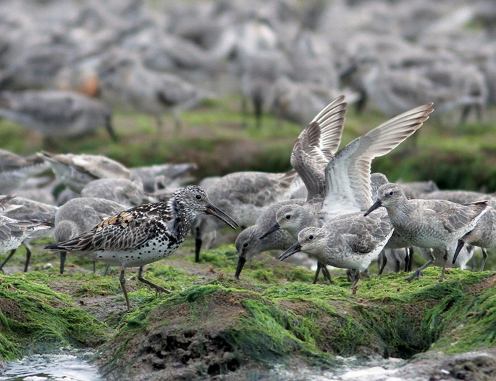 Great Knot