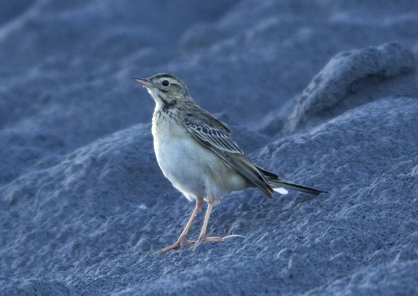 Richard's Pipit
