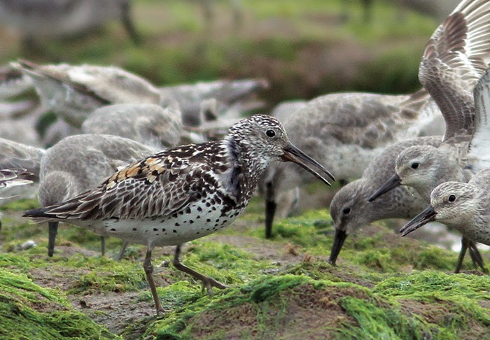 Great Knot