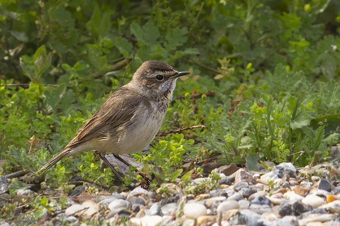Bluethroat
