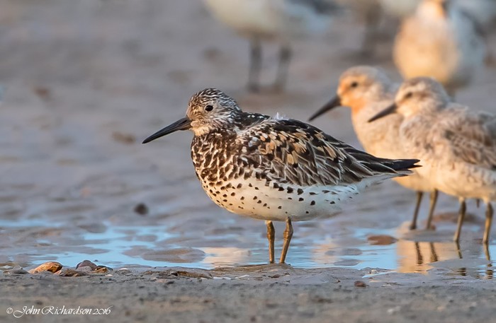 Great Knot
