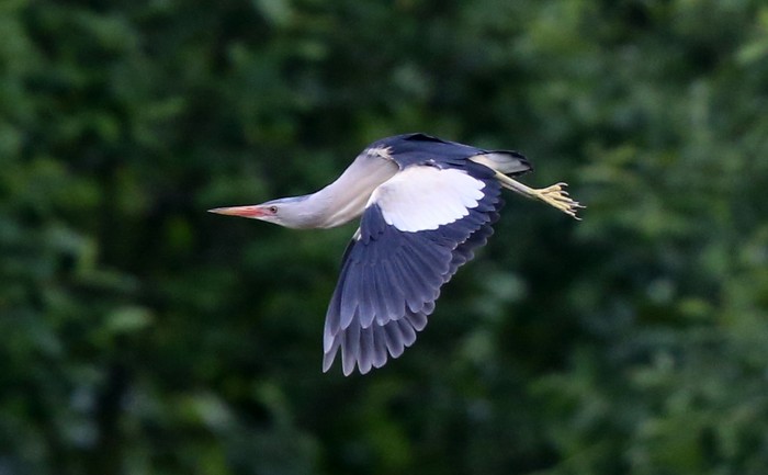 Little Bittern