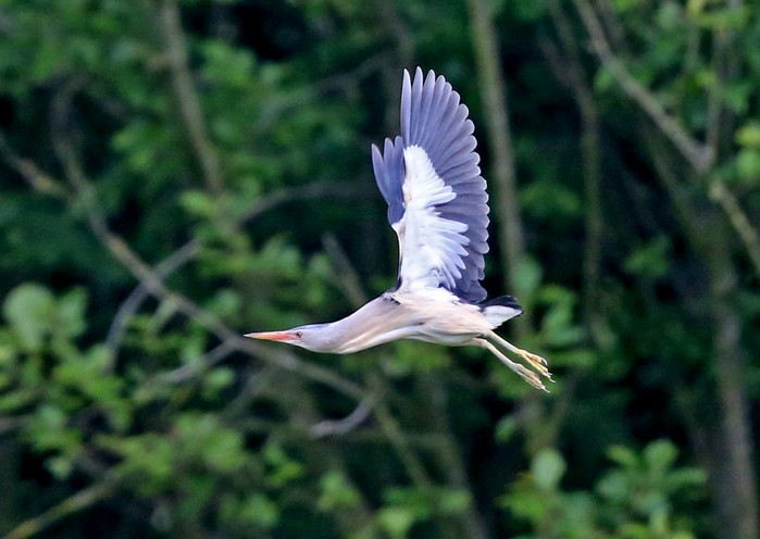 Little Bittern