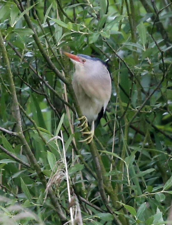 Little Bittern