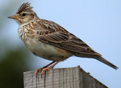 Skylark